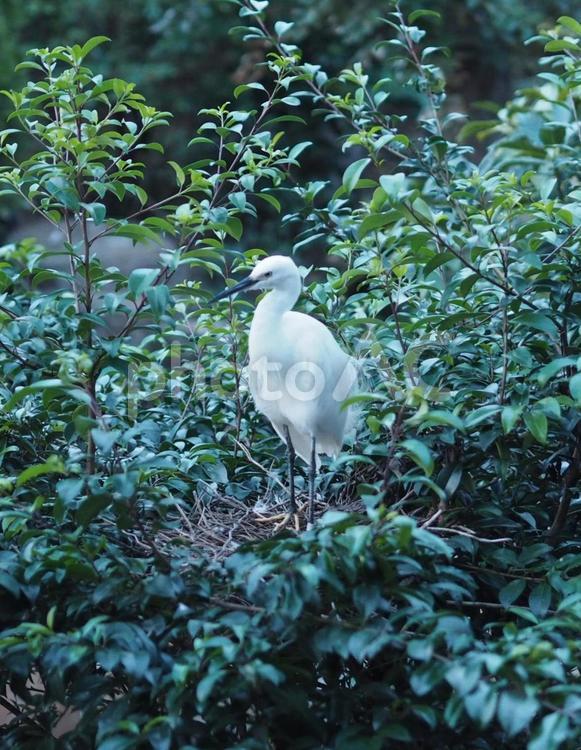 緑の中のコサギ1 コサギ,鷺,白鷺の写真素材