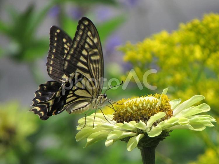 ナミアゲハとジニアe ナミアゲハ,アゲハチョウ,蝶々の写真素材