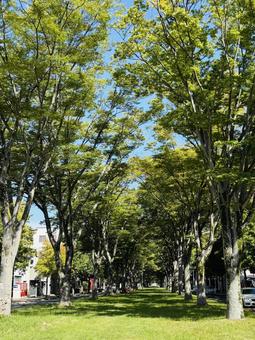 Photo, townscape, green, ginkgo biloba, 