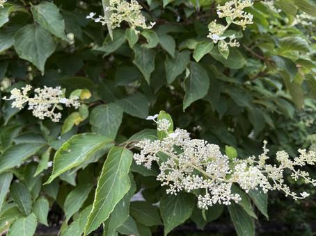 ノリウツギの写真