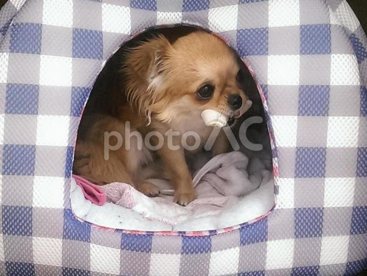 ハウスから様子をうかがうチワワ 犬,ペット,チワワの写真素材
