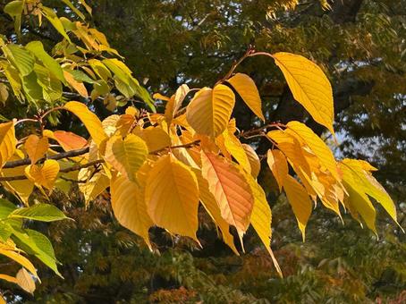 黄色く紅葉した葉の写真
