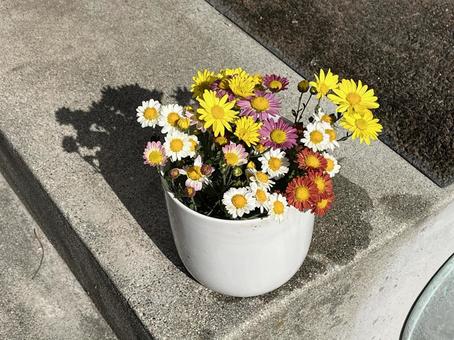 菊の花 菊,花,秋の写真素材