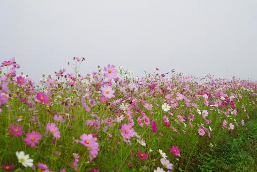 コスモス コスモス,秋,花の写真素材