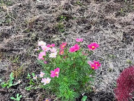 コスモス コスモス,花,秋の写真素材