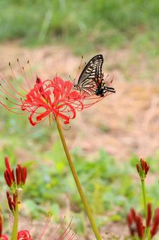 ヒガンバナにやってきたアゲハ蝶 ヒガンバナ,秋の花,秋の写真素材