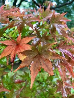 雨上がりの紅葉 雨上がりの紅葉の写真