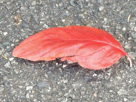 【風景写真】晩秋の風景 落ち葉,植物,季節の写真素材