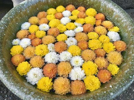 色鮮やかな花手水12 花手水,はなちょうず,手水舎の写真素材