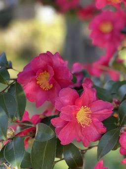 赤い寒椿の花 赤い寒椿の花の写真