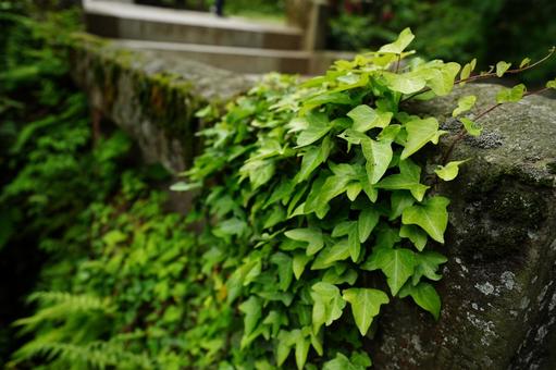 熊本 白川水源 石橋に絡みつくツタ植物 熊本 白川水源 石橋に絡みつくツタ植物 石橋,ツタ,ツタ植物の写真素材