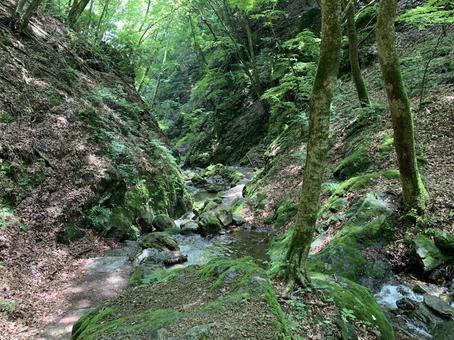 深い緑に包まれた渓流と森の奥行き 渓流,森,森林の写真素材
