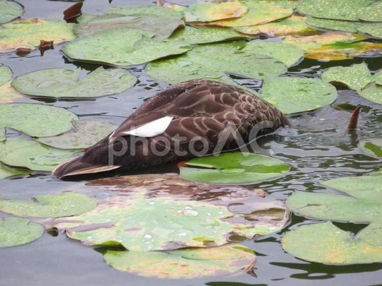 池に顔をつけているカルガモ カルガモ,鳥,野鳥の写真素材