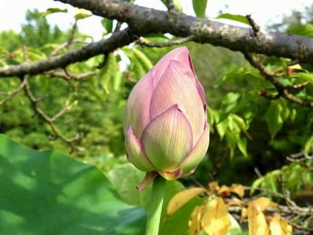 斜陽の光を浴びるハスのツボミ ハス,花,ツボミの写真素材