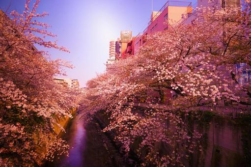 神田川の桜と夕暮れ 神田川の桜と夕暮れ 桜,川,神田川の写真素材