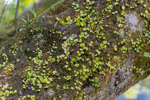木の幹に生えるマメヅタと苔 樹木,自然,植物の写真素材