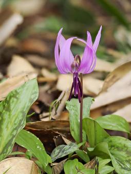 カタクリの花のある風景 カタクリ,花,植物の写真素材