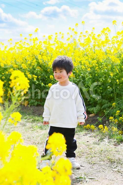 菜の花畑の男の子 男の子,保育園,幼稚園の写真素材