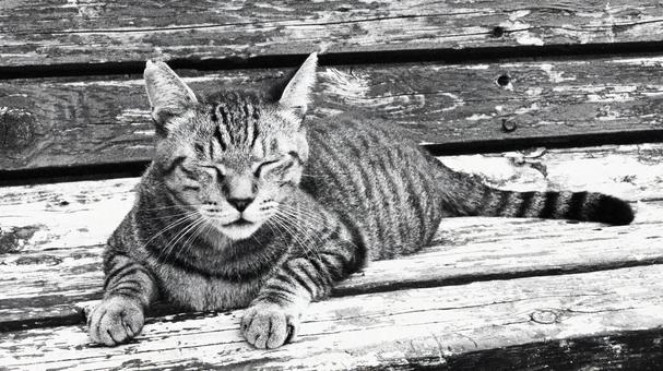 ベンチで夕涼みしているもふもふな眠り猫 ベンチで夕涼みしているもふもふな眠り猫の写真