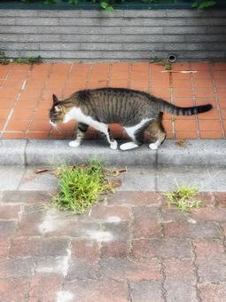 トボトボ歩く地域猫 トボトボ歩く地域猫の写真
