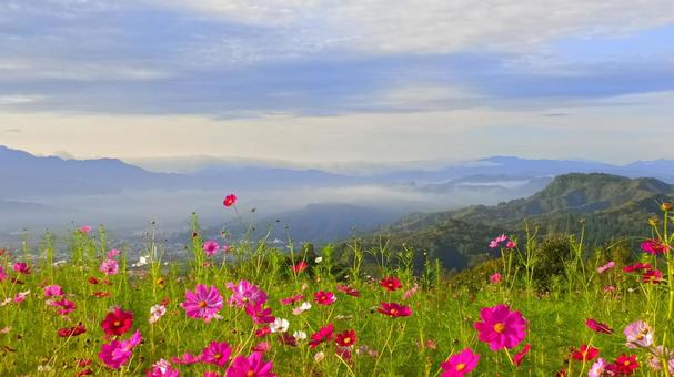 コスモスの群生と山と空 コスモスの群生と山と空 コスモス,山,空の写真素材