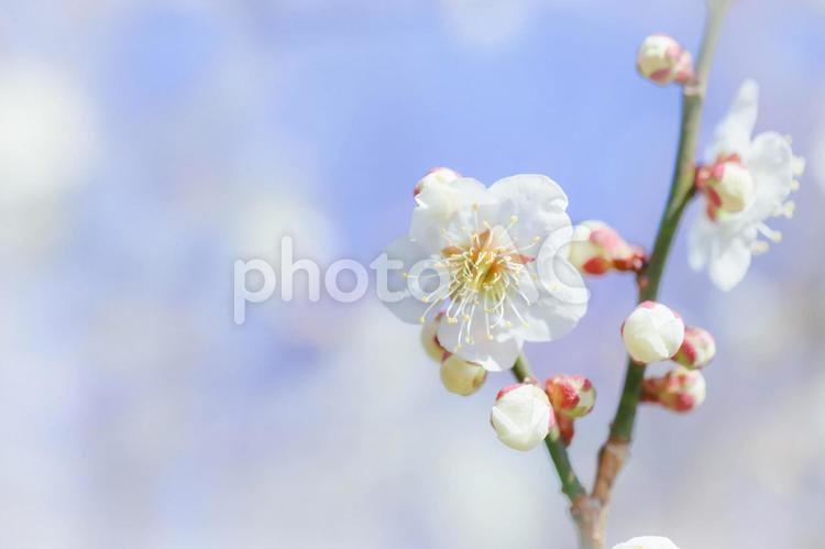 白梅の花の年賀状素材 梅,白梅,梅の花の写真素材