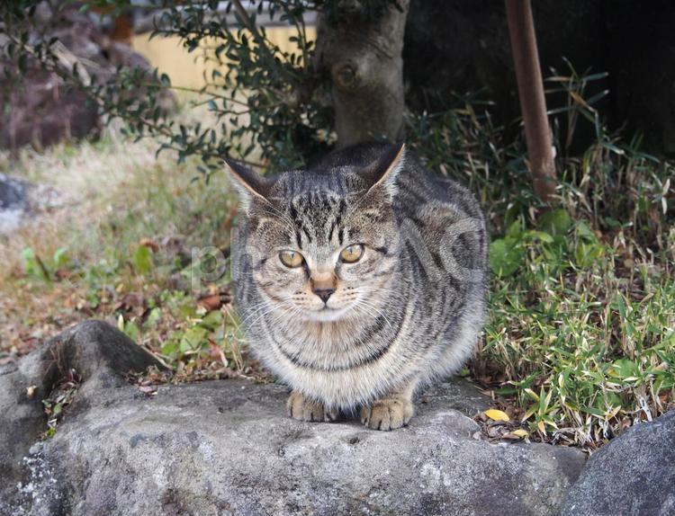 カメラ目線の猫 猫,ネコ,動物の写真素材