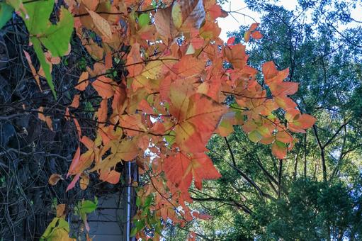 Photo, autumn leaves, shiraki, red, 