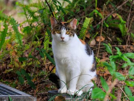 旅先で出会った可愛い野良猫です。 旅先で出会った可愛い野良猫です。の写真