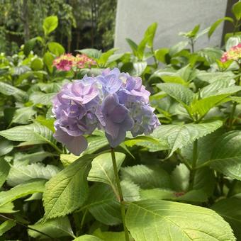 一輪の紫陽花 一輪の紫陽花 アジサイ,紫陽花,6月の写真素材