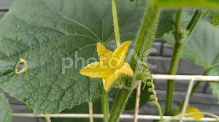 家庭菜園のきゅうりの花 きゅうり,実,家庭菜園の写真素材