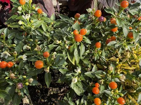 明るいオレンジに染まるタマサンゴ タマサンゴ,オレンジの実,草花の写真素材