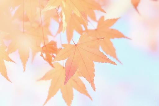 水彩調柔らかいソフトな楓の紅葉アップ 水彩調柔らかいソフトな楓の紅葉アップの写真