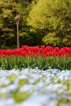 Nemophila and tulips 3, JPG Nemophila and tulips 3, JPG