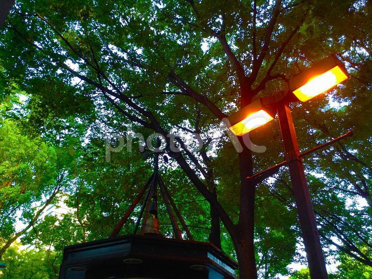街頭　緑　木 街頭,緑,木の写真素材