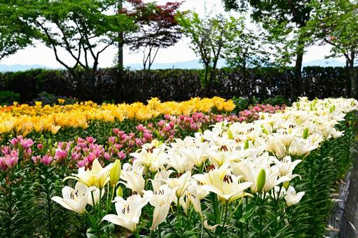 色鮮やかな満開のゆり園 色鮮やかな満開のゆり園の写真