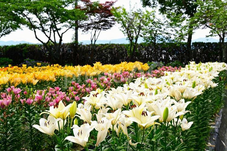 色鮮やかな満開のゆり園 ゆり,ユリ,百合の写真素材