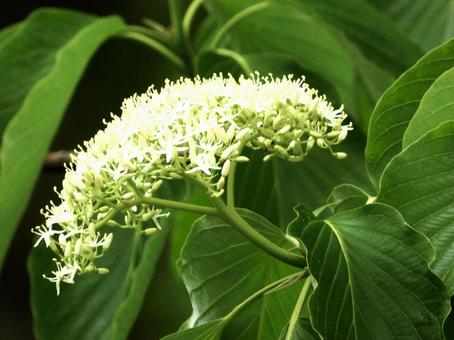 きれいな花 きれいな花の写真