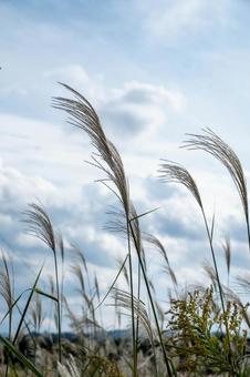 ススキ ススキ,秋,秋空の写真素材