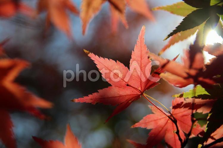 長崎の長崎公園のモミジ14 紅葉,もみじ,秋の写真素材