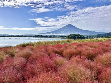 富士山と色づき始めたコキア 富士山と色づき始めたコキア 富士山,コキア,河口湖の写真素材