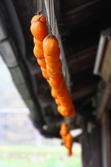 干し柿 干し柿 干し柿,吊るし柿,晩秋の写真素材