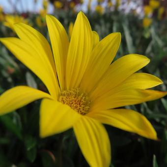 ガザニア ガザニア,花,花びらの写真素材