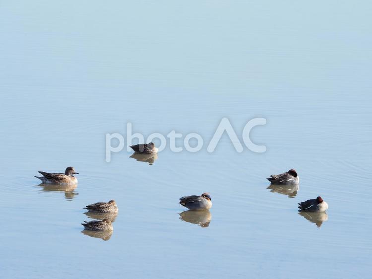 一休みする鴨たち 鴨,カモ,水鳥の写真素材
