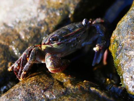 岩場に潜むカニ カニ,甲殻類,生き物の写真素材