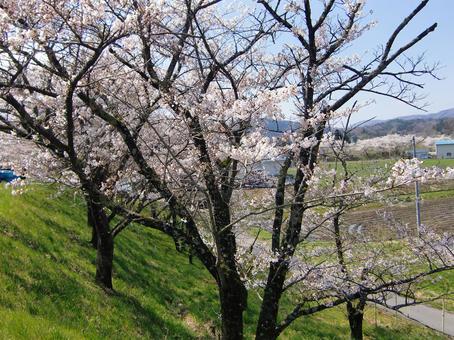満開の桜-1 満開の桜-1 満開,桜,花びらの写真素材