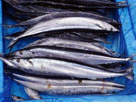 サンマ サンマ サンマ,魚屋,魚市場の写真素材