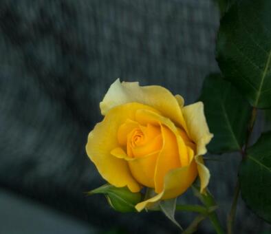 薔薇の花 薔薇の花の写真