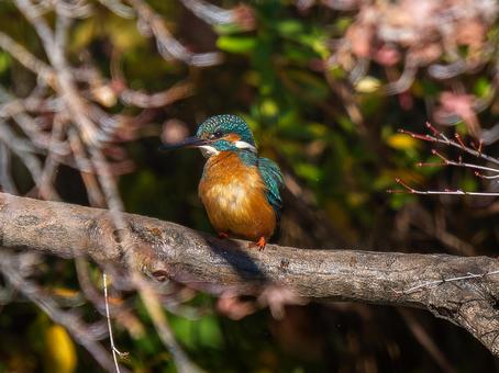 Kingfisher perched on a branch, kingfishers, wild bird, bird, JPG