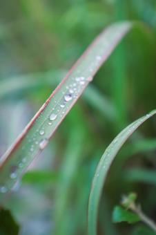 雨でついた　水滴 露,水滴,雨天の写真素材